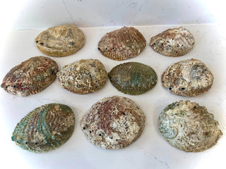 Abalone Shell Smudge Bowls (Medium Shallow) 