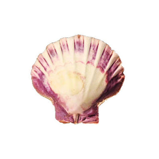 Lion's Paw Shell