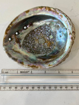 Abalone Shell Smudge Bowls (Medium Shallow) 