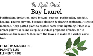 Bay Laurel 