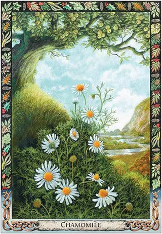 Druid Plant Oracle