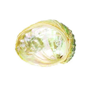 Threaded Abalone Shell (4-5 in.) 