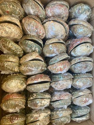 Abalone Shell Smudge Bowls (Medium Shallow) 